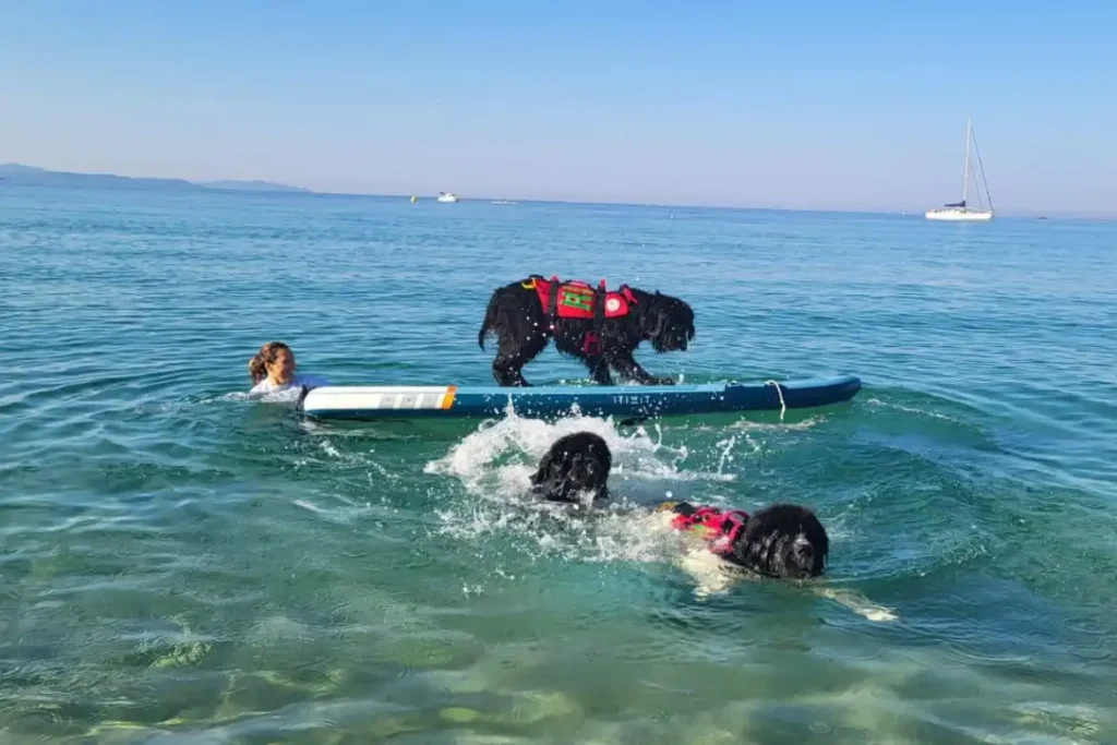 FMCSA - Fédération des maitres-chiens sauveteurs aquatiques